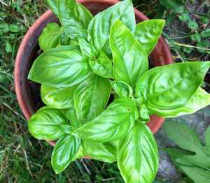 Potted Basil.jpg